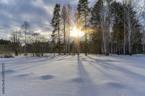 Winter landscape with birches, a snowy field and the sun making its way through the branches of trees, pure snow. Gray-blue sky and cold winter day in the forest 