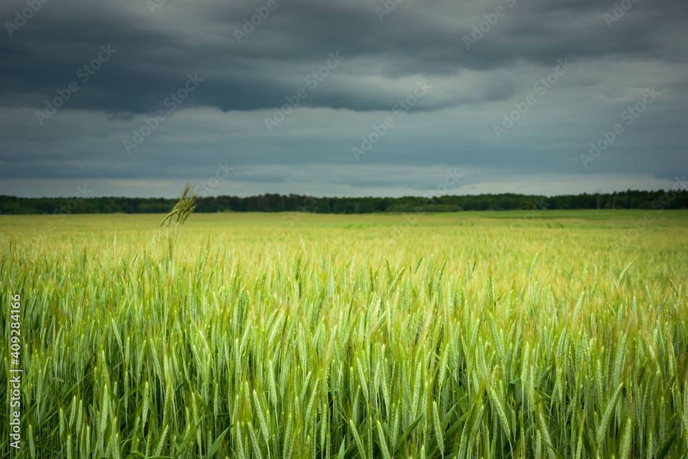 Green cereals on the farm field and dark clouds on the sky