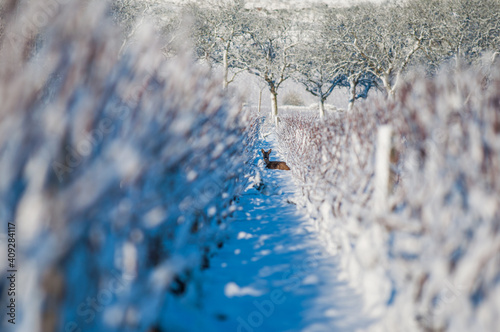 Resting deer in a frozen Vineyard in Marsannay-la-cote, Burgundy, France