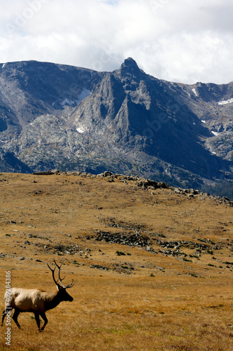Elk in Front of mountains