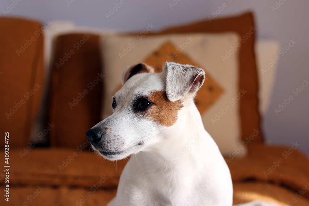 jack russell terrier puppy in a box