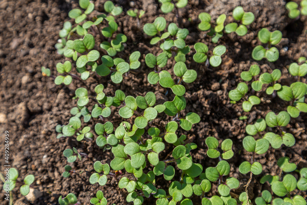 Mustard sprouts grown for organic fertilizer green manure siderates Mustard sprouts grown for organic fertilizer green manure siderates