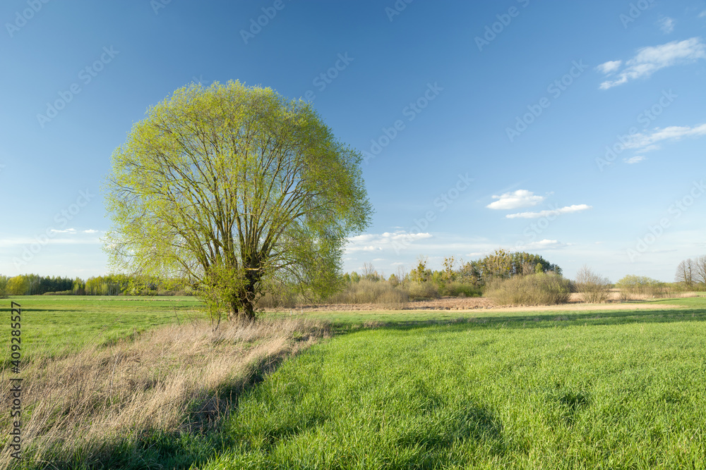 Spring big tree on a sunny green meadow