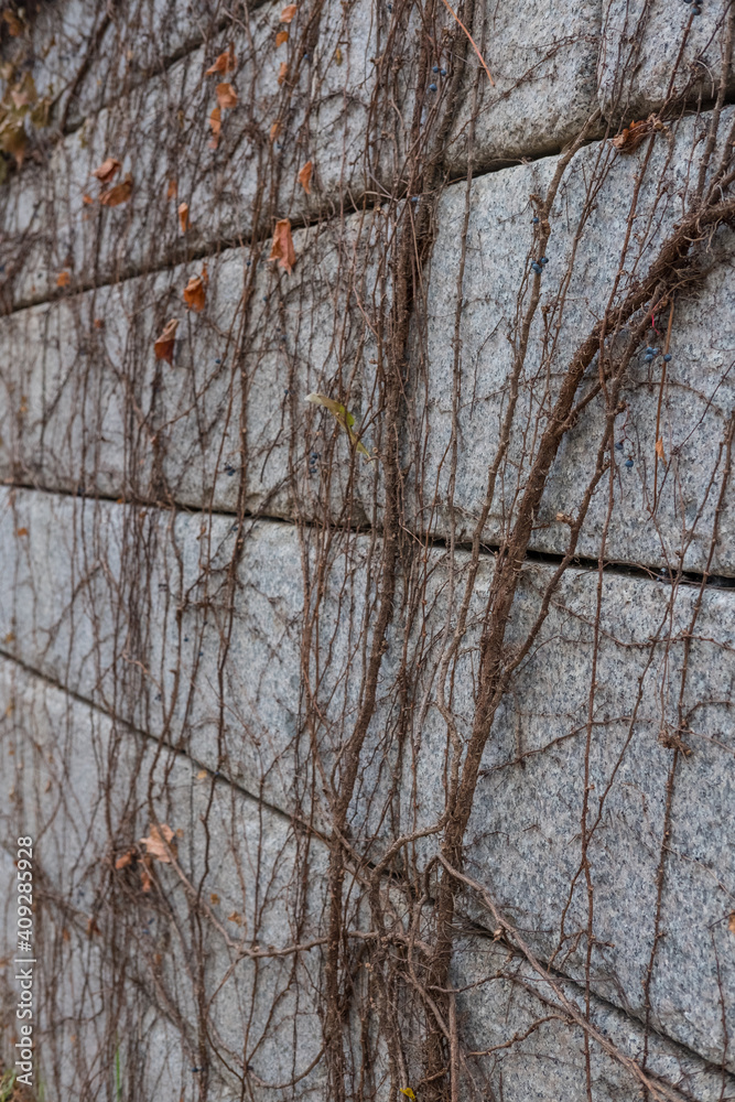 Obraz premium Dry vine plant on concrete stone wall
