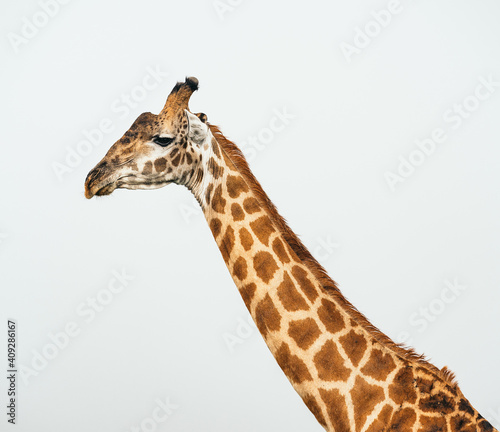 giraffe on a white background