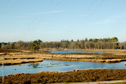Natural landscape of national park Hatertse and Overasseltse Vennen in Overasselt, province Gelderland, Netherlands, on a sunny winter day. Fens with water, heather and grasses.