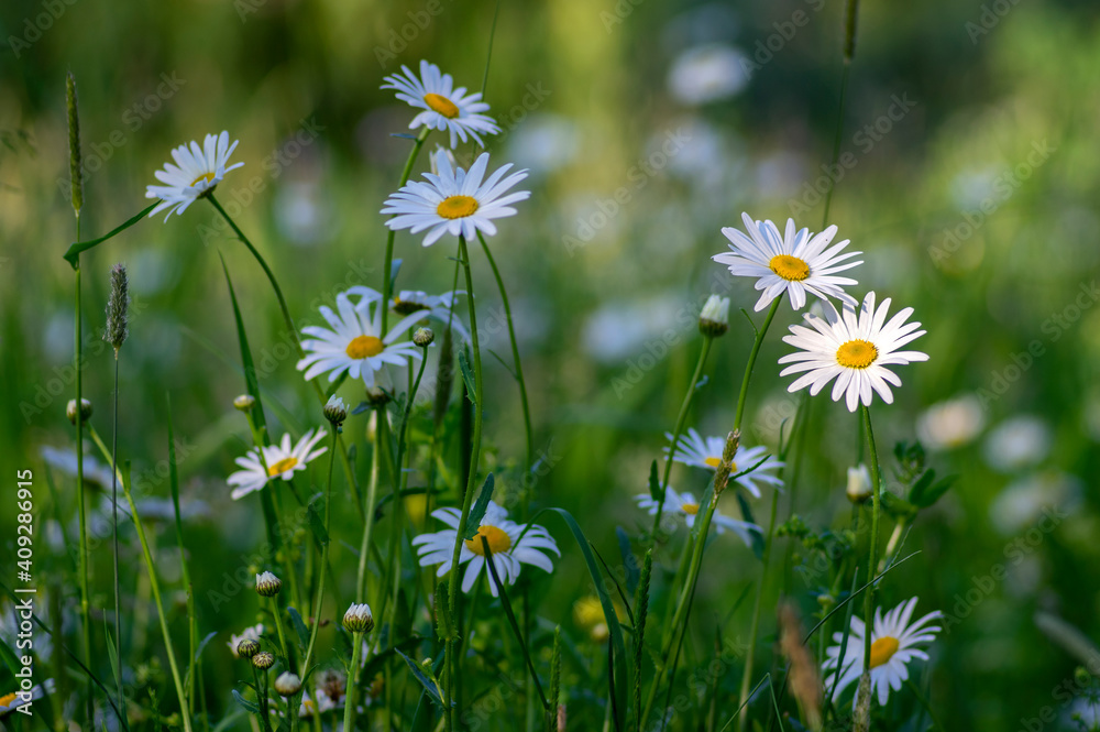 Fototapeta premium Leucanthemum vulgare meadows wild oxeye daisy flowers with white petals and yellow center in bloom, flowering beautiful plants