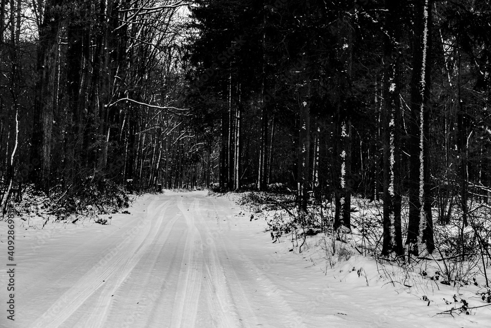 snow-covered forest road
