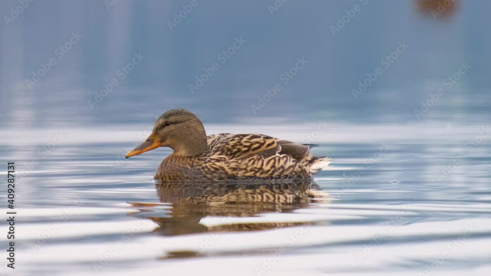 Wild duck swimming in clear lake water in summer park. Wild duck swimming in clear lake water in summer park.
