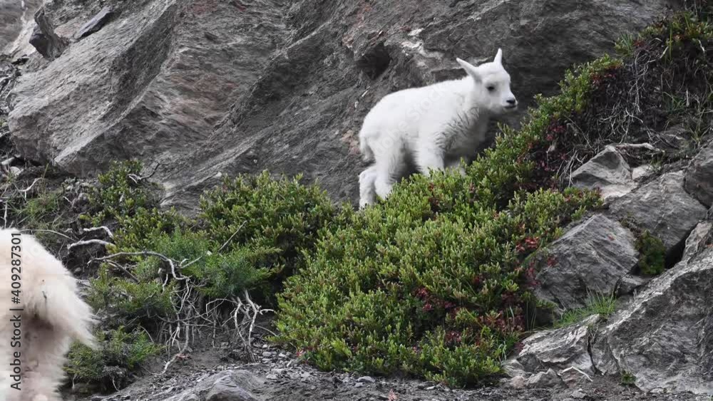 Mountain goat in the Canadian Rockies Mountain goat in the Canadian Rockies