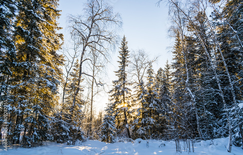 The fabulous beauty of the winter forest of the harsh north