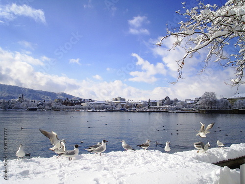 landscape with lake birds