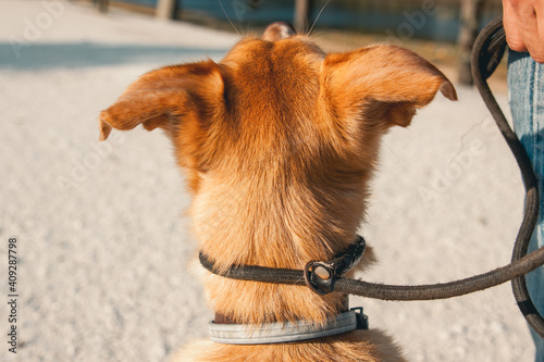 perro en adiestramiento canino photo