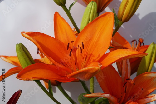 Beautiful large flower of an orange asiatic lily of the Espel variety on a gray background close-up. photo