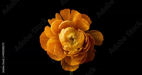 金鳳花の開花タイムラプス