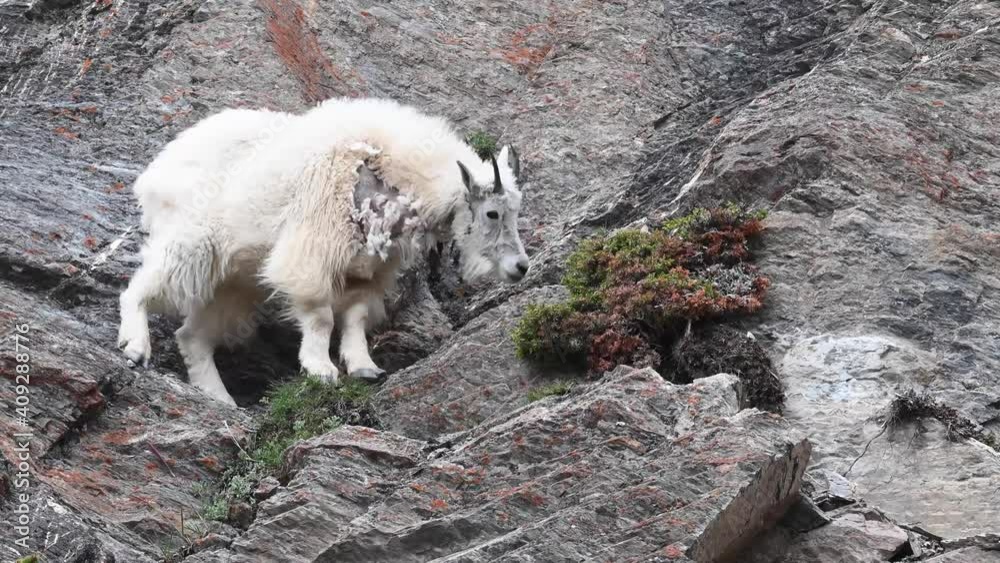 Mountain goat in the Canadian Rockies Mountain goat in the Canadian Rockies