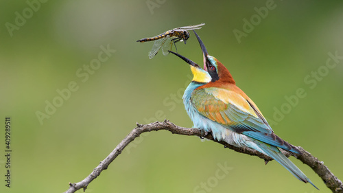 bee-eater sits on a branch and throws up a dragonfly