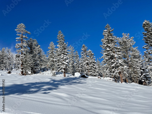 Scenic view of the snow covered trees and slopes at a ski resort on a bluebird day © Jen