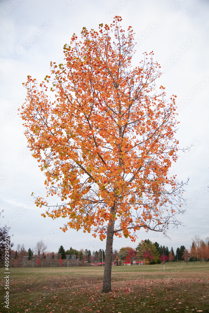 autumn tree in autumn