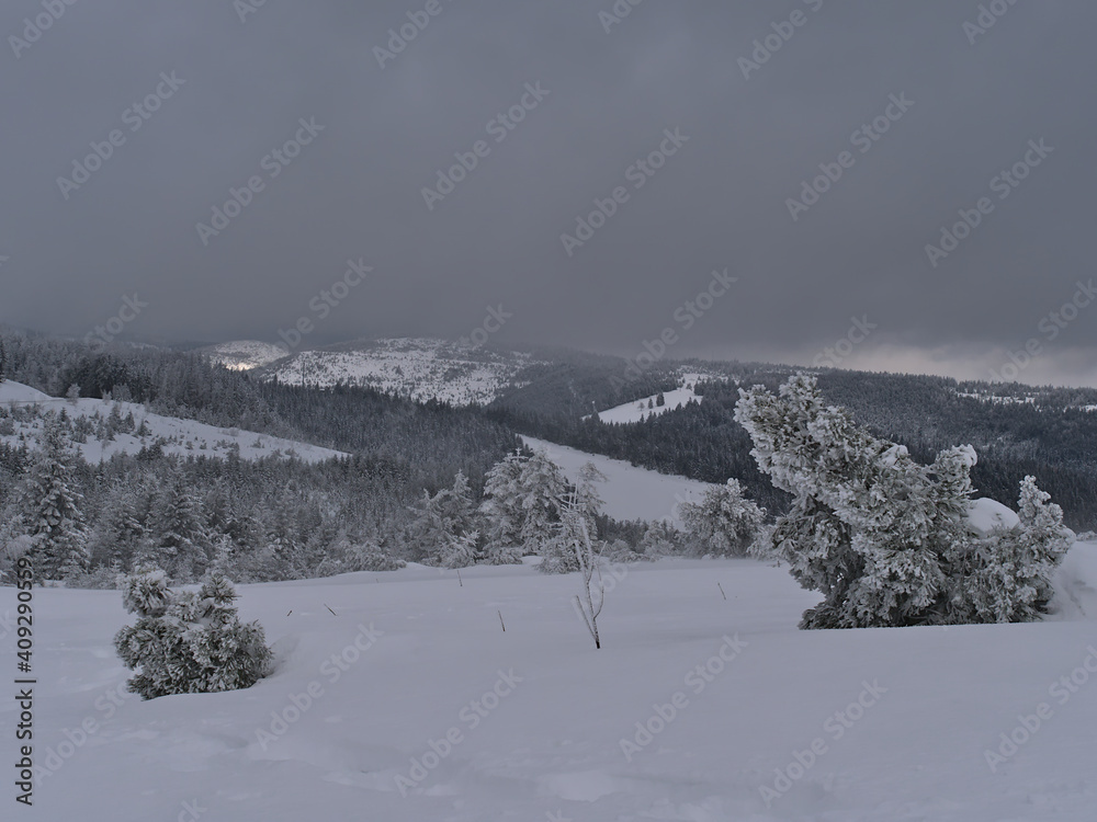 Beautiful view over Black Forest mountain range in winter season with deep snow and bizarre looking frozen coniferous trees on Schliffkopf peak, Germany on cloudy day.