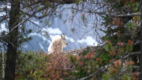Mountain goat in the Canadian wilderness