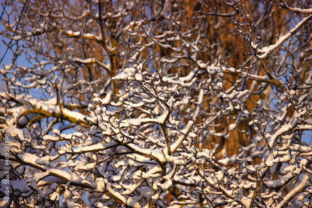 Tree branches in the snow with shallow depth of field