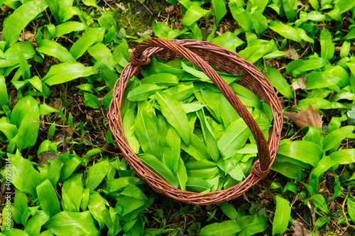 Tableau sur toile wild garlic harvesting basket on ramson field