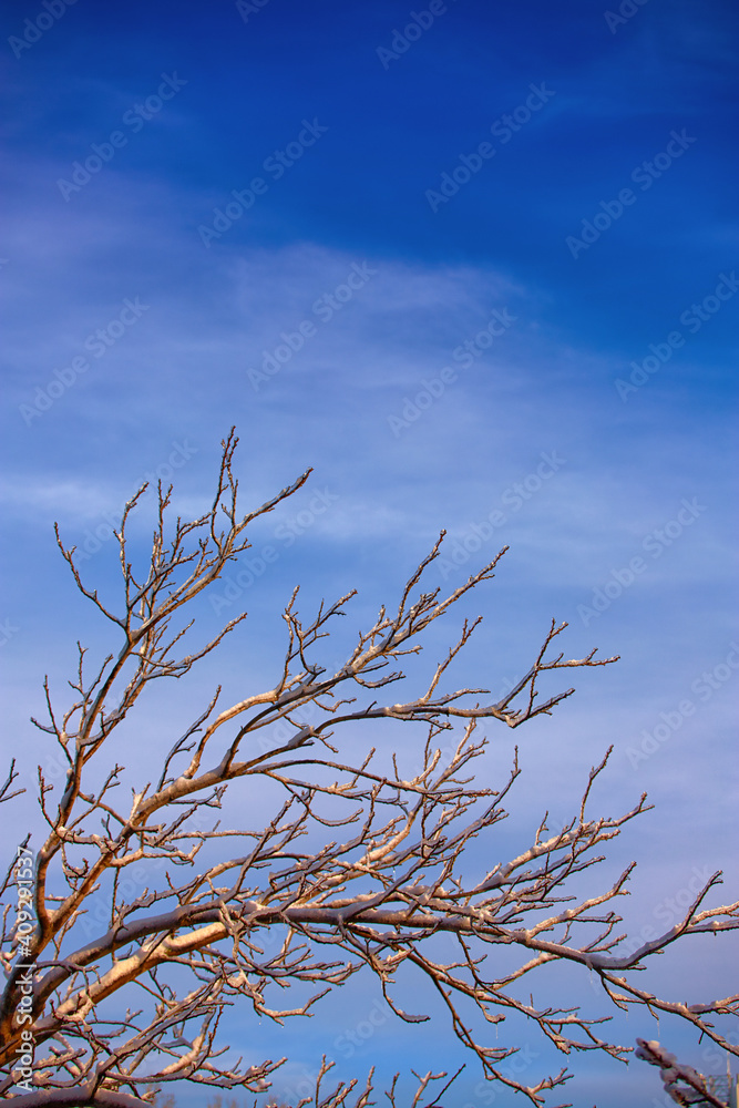 Branches of trees in the snow against a blue sky with shallow depth of field Branches of trees in the snow against a blue sky with shallow depth of field