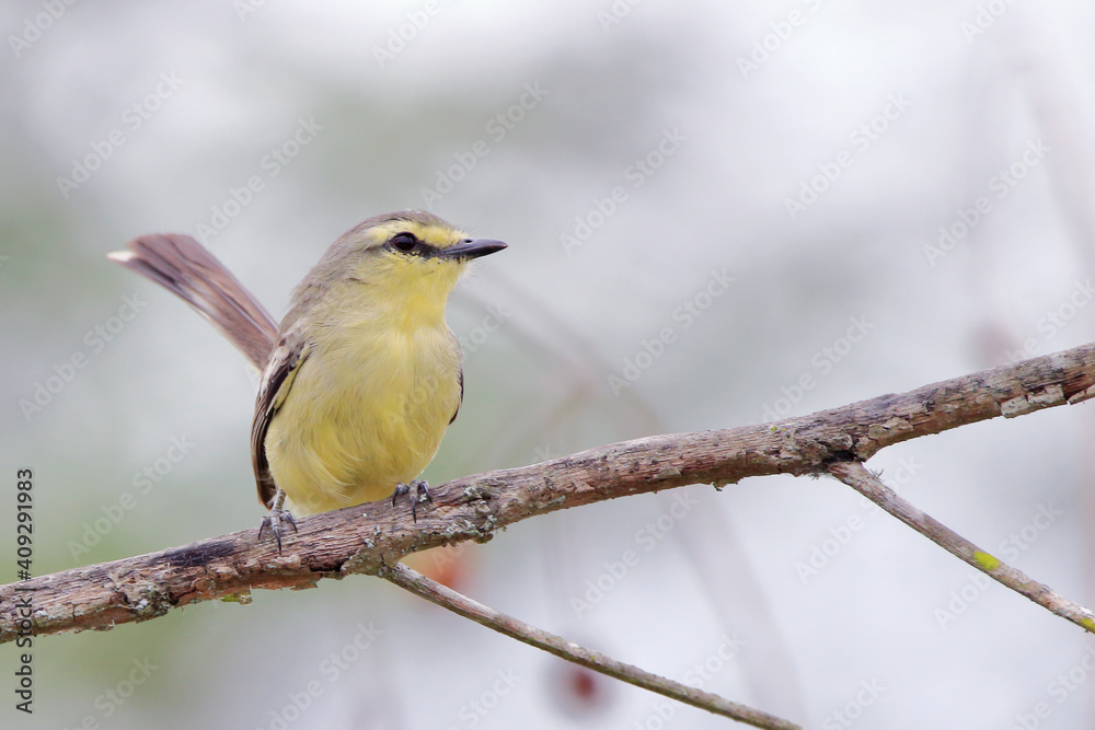 Greater Wagtail-Tyrant (Stigmatura budytoides) perched on a branch in the Brazilian caatinga Greater Wagtail-Tyrant (Stigmatura budytoides) perched on a branch in the Brazilian caatinga