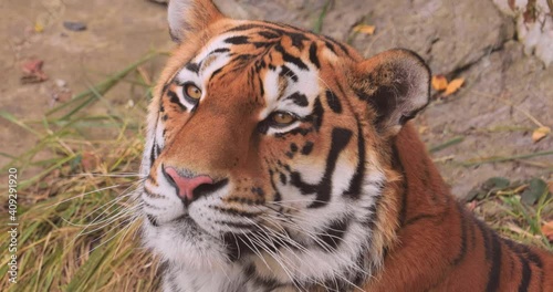 Siberian tiger Close up. The Siberian tiger was also called Amur tiger, Manchurian tiger, Korean tiger,and Ussurian tiger, depending on the region where individuals were observed. photo