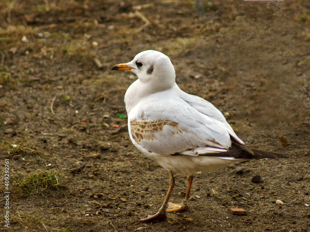 Fototapeta premium mewa