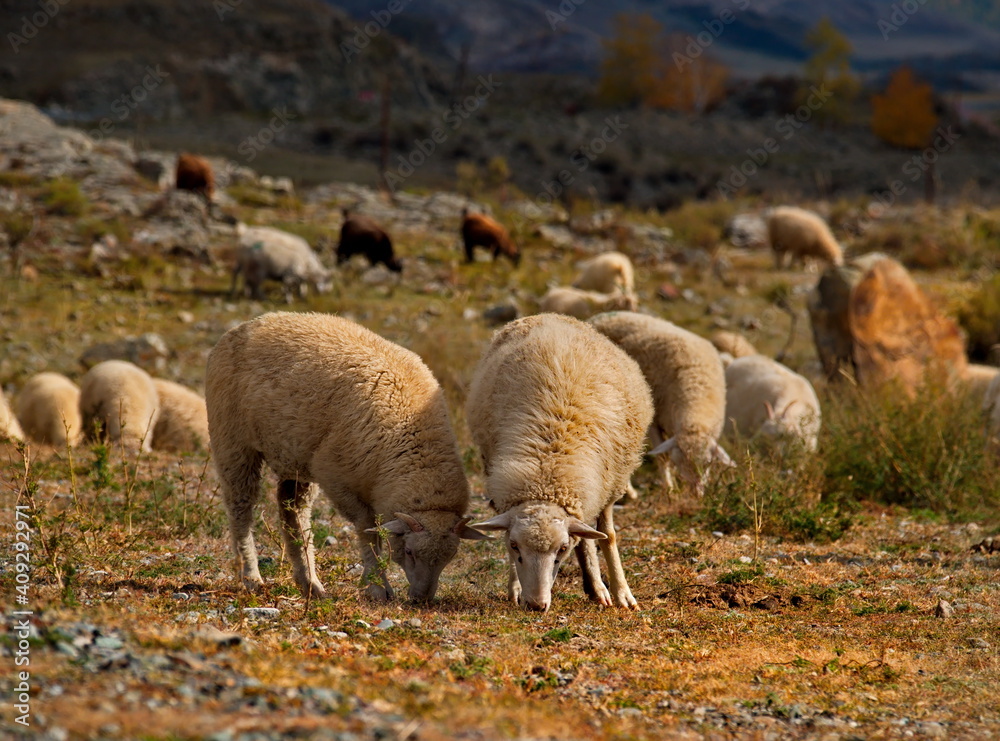 Obraz premium Russia. Gorny Altai. Flock of sheep grazing along the Chuya highway near the village Jodro.