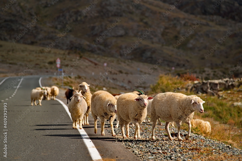 Naklejka premium Russia. Gorny Altai. Flock of sheep grazing along the Chuya highway near the village Jodro.