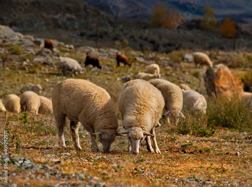 Russia. Gorny Altai. Flock of sheep grazing along the Chuya highway near the village Jodro. © Александр Катаржин