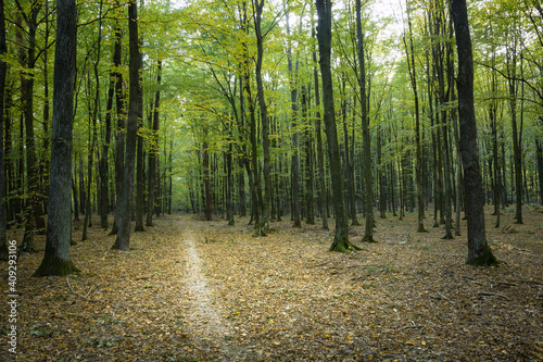 A path and fallen leaves in a deciduous forest © darekb22
