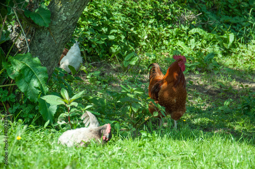 Chickens on the grass in summer © Jenn's Photography 