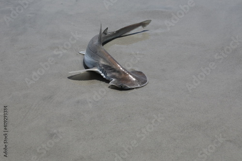 baby hammerhead shark on a sand beach
