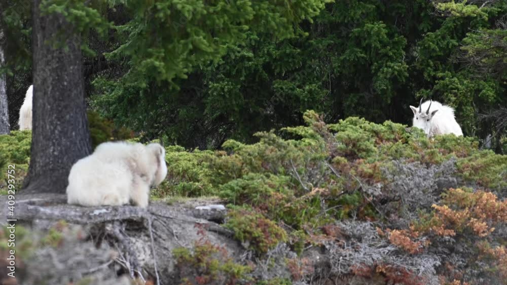 Mountain goat in the Canadian wilderness