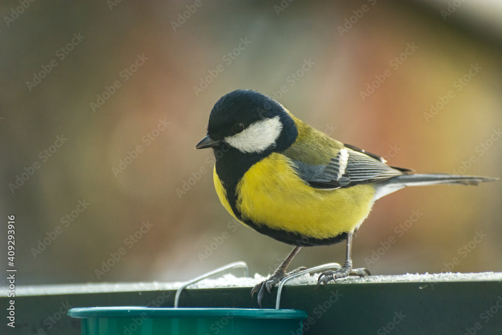 Obraz premium Yellow-black Great Tit bird (Parus major) perched on a railing, winter view