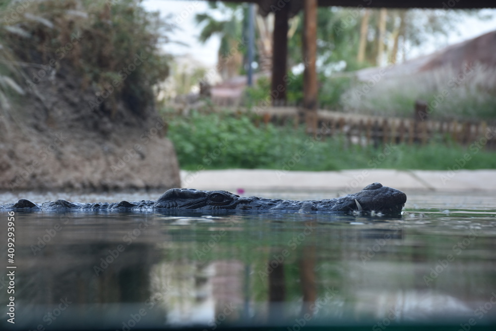 Eye of crocodile swimming in the lake Eye of crocodile swimming in the lake