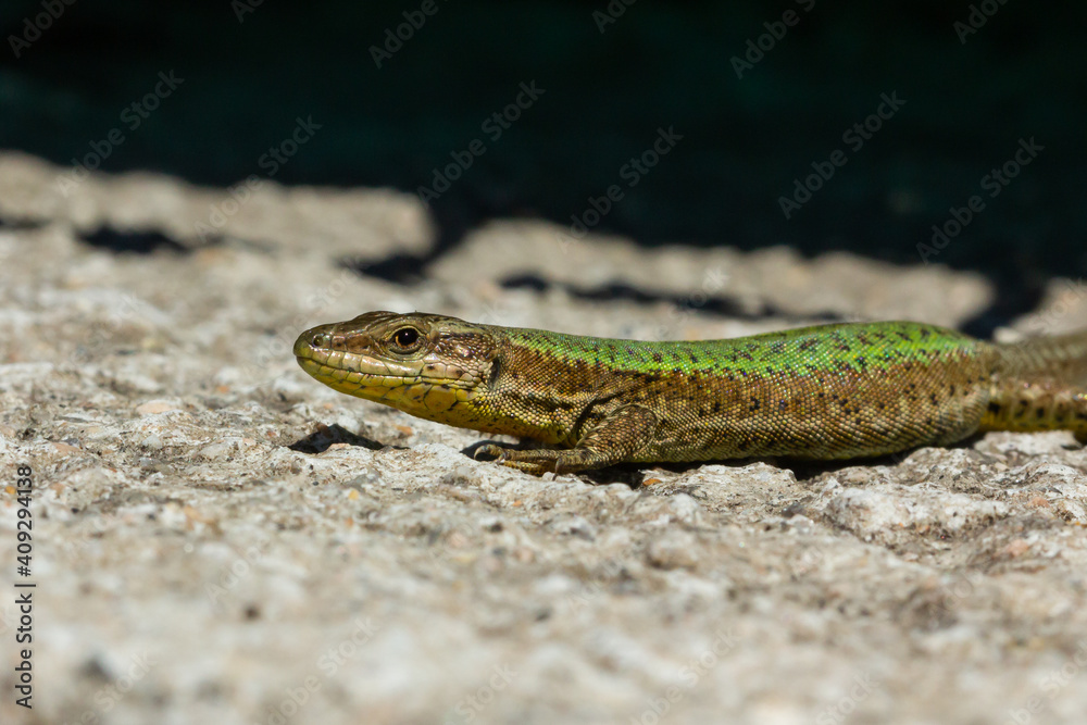 Bocage’s wall lizard, Podarcis bocagei, lizard on the rock Bocage’s wall lizard, Podarcis bocagei, lizard on the rock