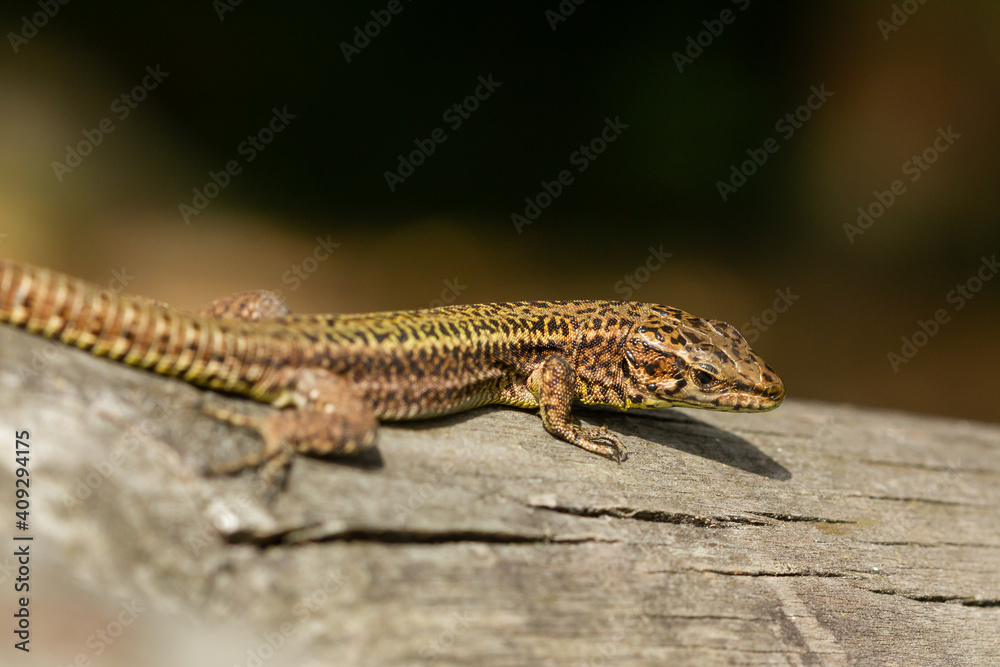 Bocage’s wall lizard, Podarcis bocagei, lizard on the rock Bocage’s wall lizard, Podarcis bocagei, lizard on the rock