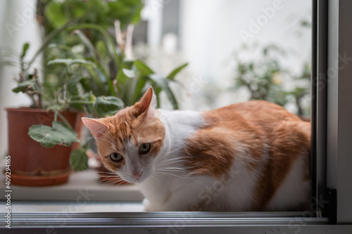 brown and white cat with yellow eyes sitting in a garden