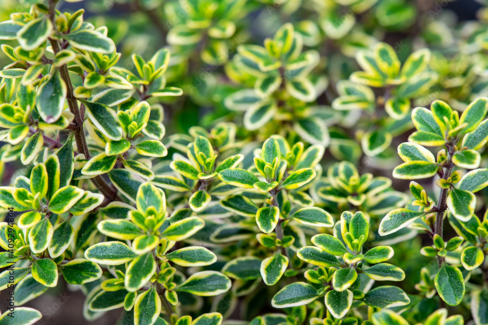 Obraz premium Variegated Thyme Foliage, Herb Leaves