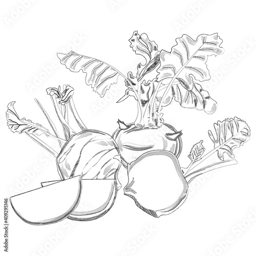 Hand drawn kohlrabi set. Sketch kohlrabi set. Hand drawn vegetables. Fresh organic and healthy, diet and vegetarian food. Vector illustration isolated on white background.