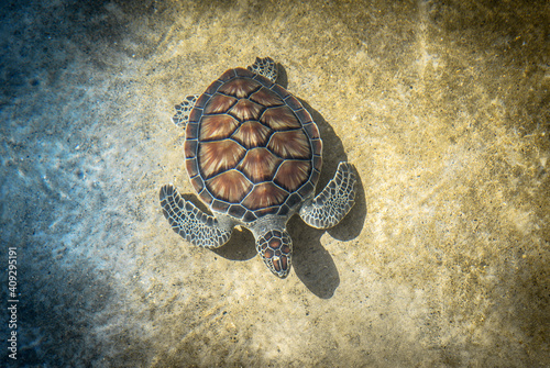 Tableau sur toile Green Sea Turtle Swimming Underwater stock photo
Caribbean, Cayman Islands, Gala