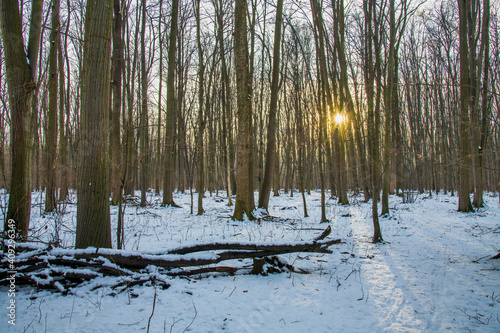 Snow is falling in the forest. Christmas season, New Year. Cold temperature. photo