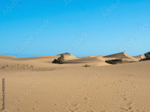 View of the Natural Reserve of Dunes of Maspalomas  golden sand dunes  blue sky. Gran Canaria  Canary Islands  Spain