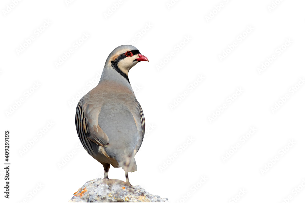 Fototapeta premium Isolated Partridge. Bird: Chukar Partridge. White background.