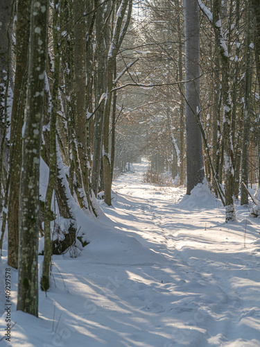 Trakt leśny w Białowieży zimą
